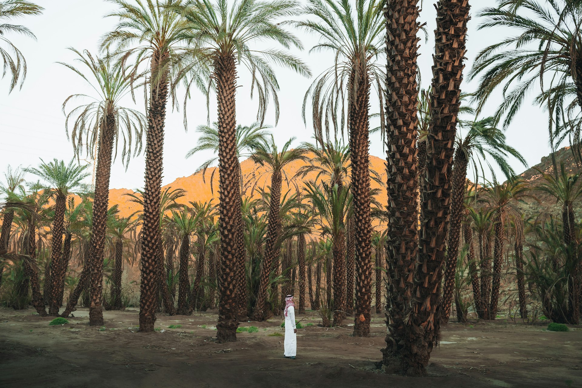 Date palms in the Arabian desert