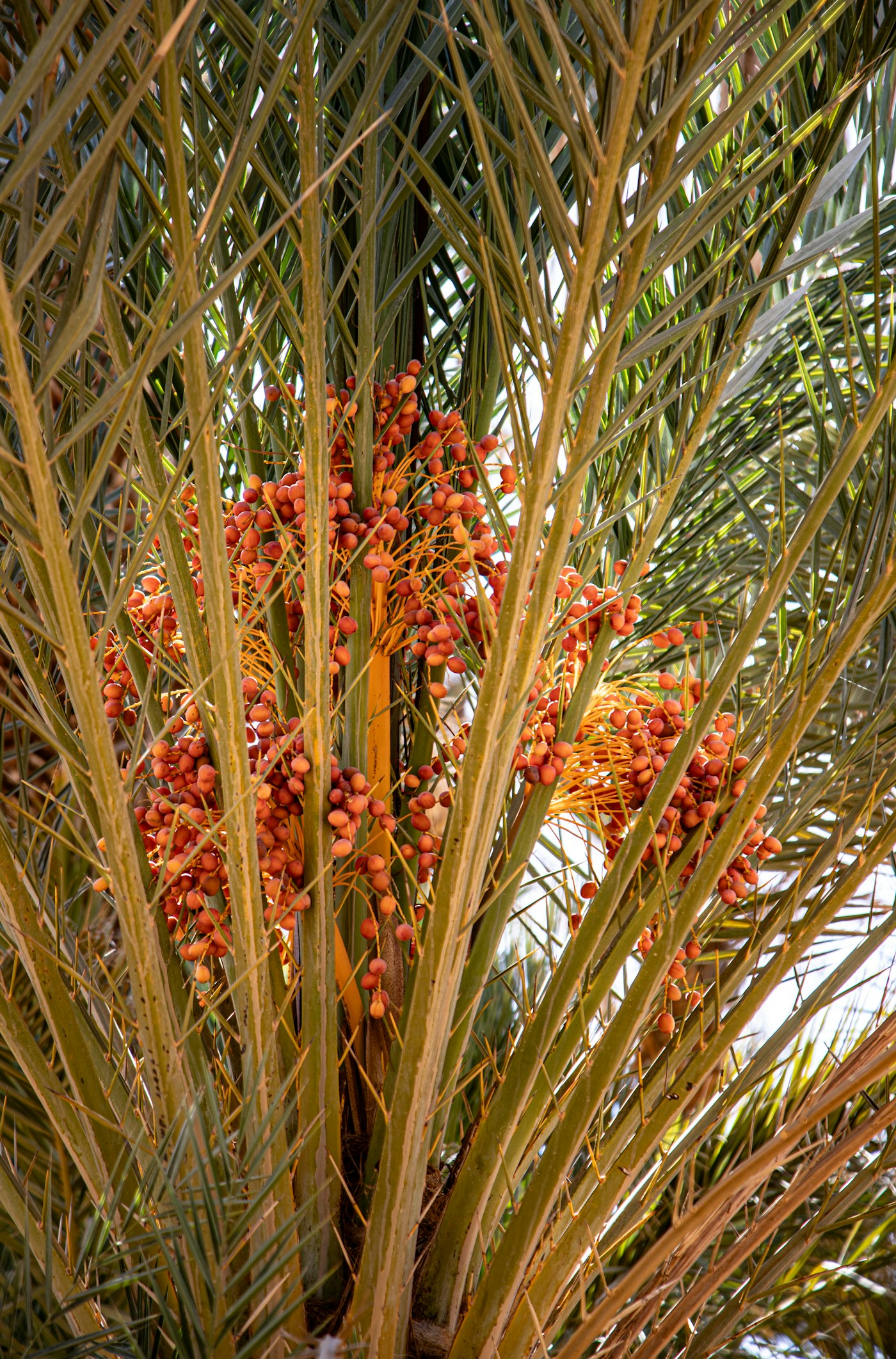 Kingdom Dates UAE Is Born